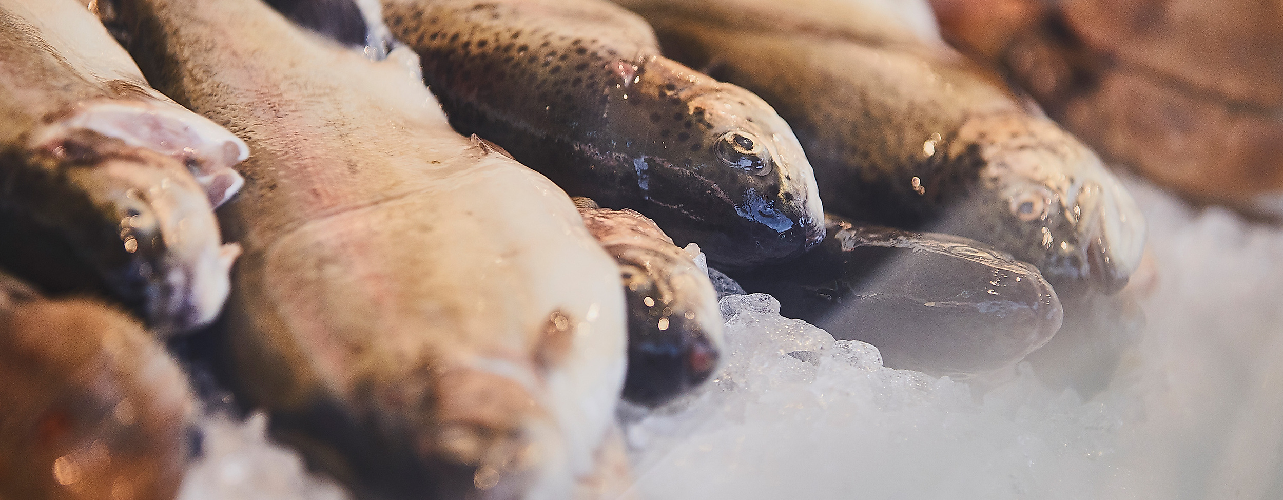 fischmarkt_sonntagmorgen-details_c-2018-thisisjulia-photography-11