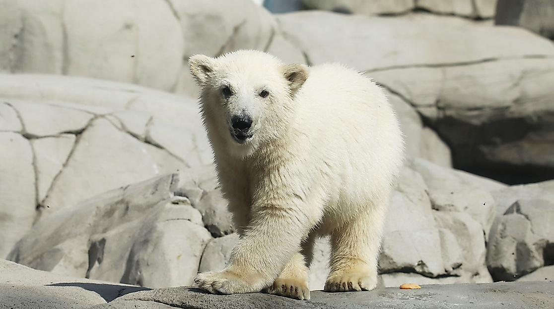 Baby polar bear in Hagenbecks zoo