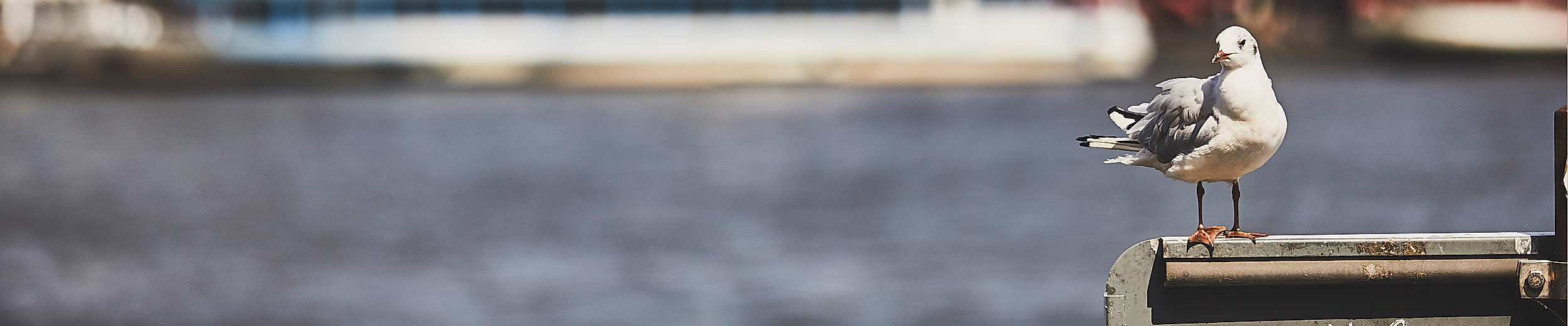Möwe am Wasser mit Schiff im Hintergrund Reisepakete buchen für Hamburg Reise