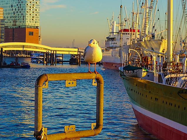 Blick auf Elbphilharmonie und Museumsschiff Cap San Diego im Hamburger Hafen bei Sonnenlicht