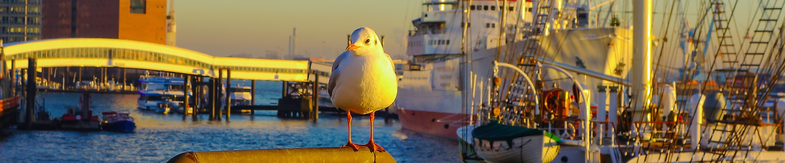 Seagull at Hamburg harbour