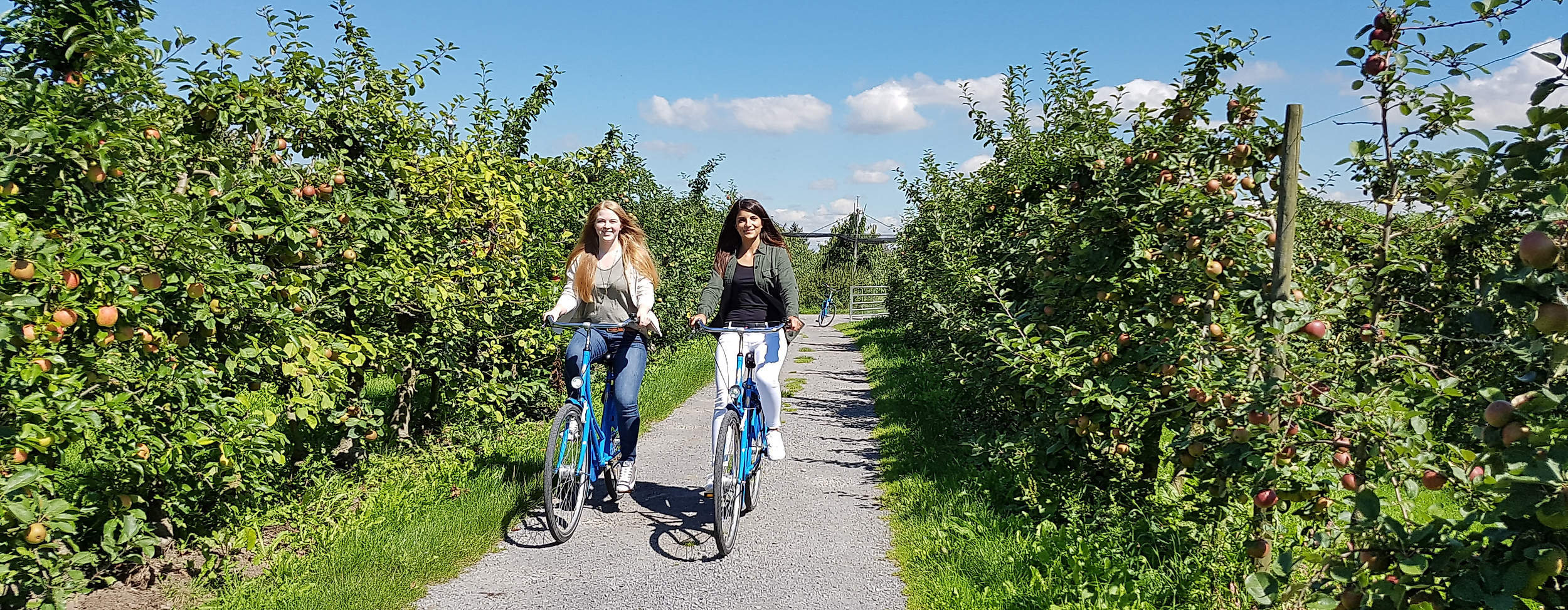 Zwei Frauen radeln bei Sonnenschein durch eine Obstplantage im Alten Land nahe Hamburg