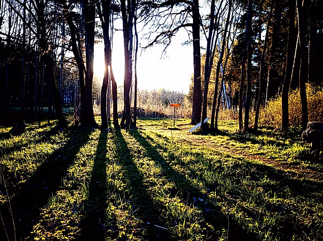 Lichtdurchfluteter Waldabschnitt auf einem naturnahen Golfareal in der Golfregion Hamburg