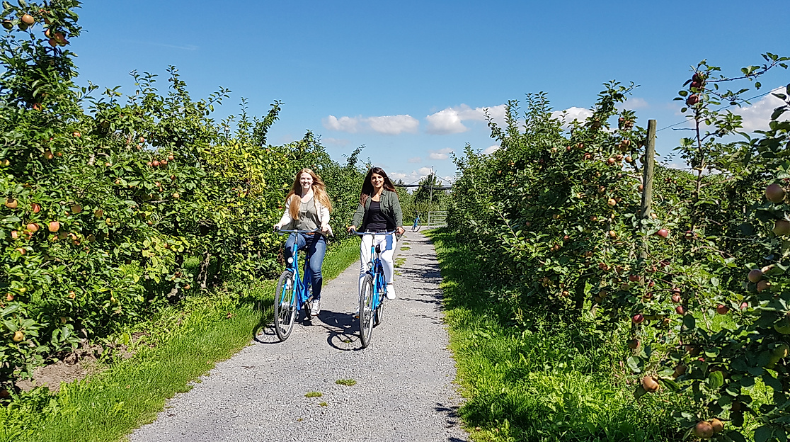 altes-land_fahrrad_c-tourismusverein-altes-land-ev