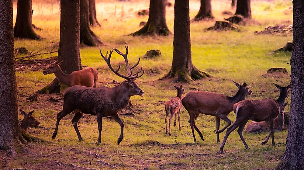 [Translate to Englisch:] Hirsche im herbstlichen Wald