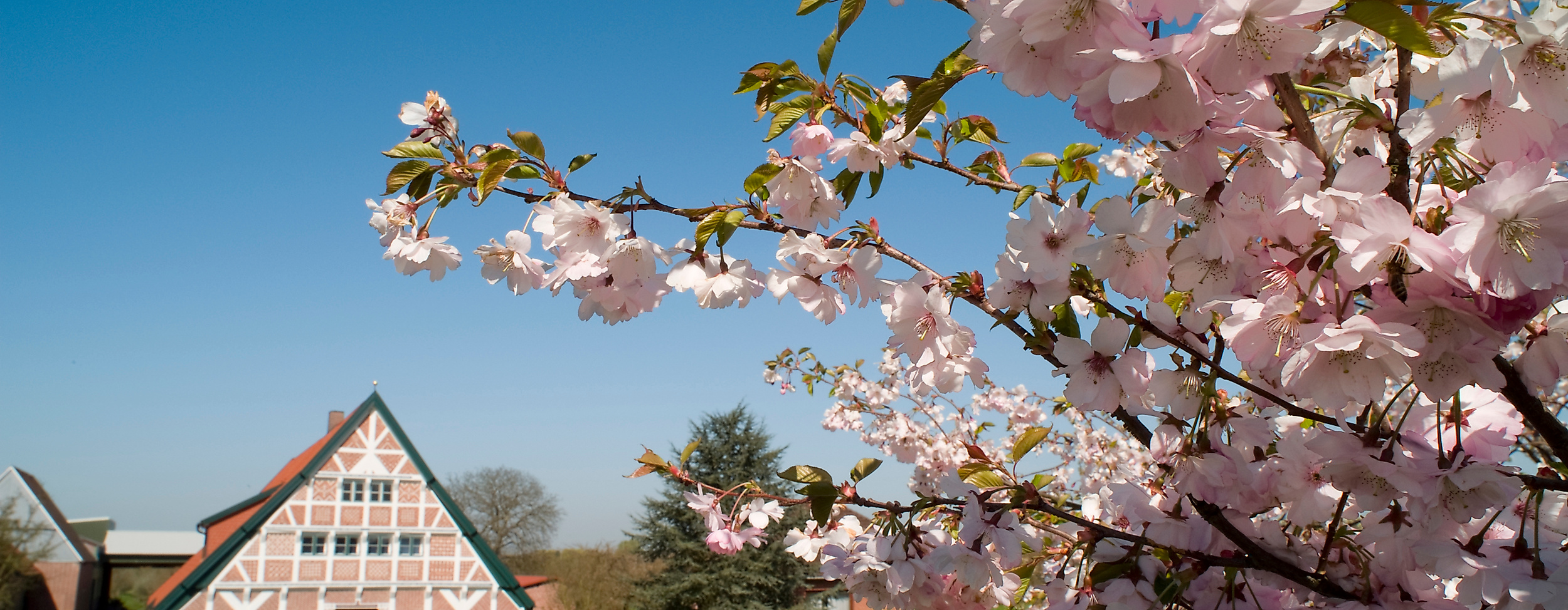 altes-land_kirschblute-am-luhedeich_c-tourismusverein-altes-land-ev