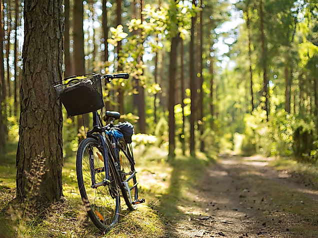 ausflug-wohldrfer-wald-c-adobestock-annafotyma-289062491