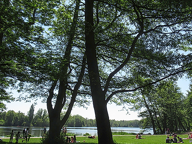 Liegewiese im Stadtpark