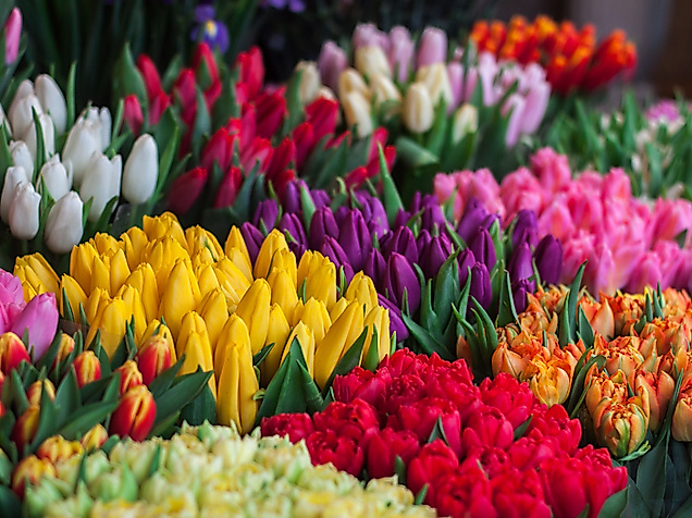 blumen_c-unsplash-john-mark-smith
