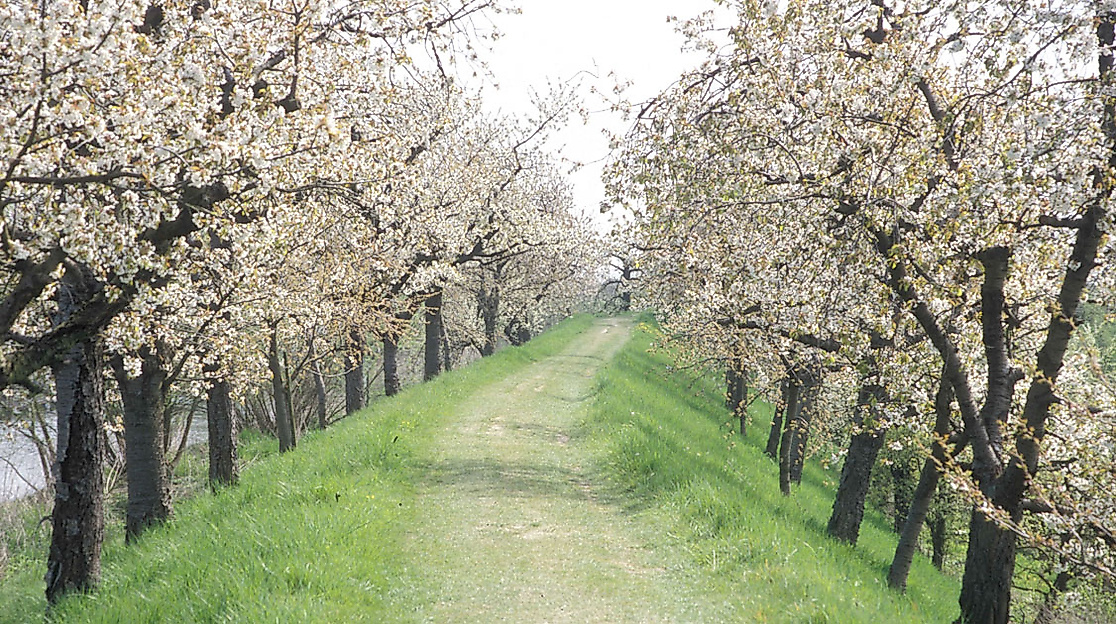 Blühende Obstbaumallee im Alten Land bei Hamburg mit grasbewachsenem Weg zwischen den Baumreihen im Frühling