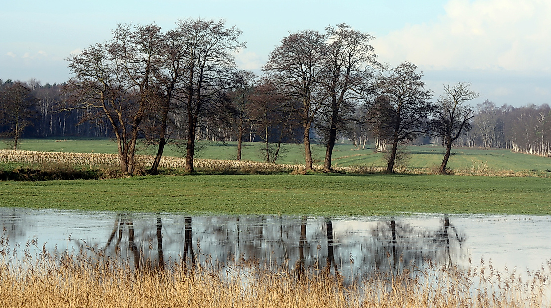 Grüne Wiese mit Schafherde und Bäumen spiegelt sich in überflutetem Feld in der Metropolregion Hamburg.
