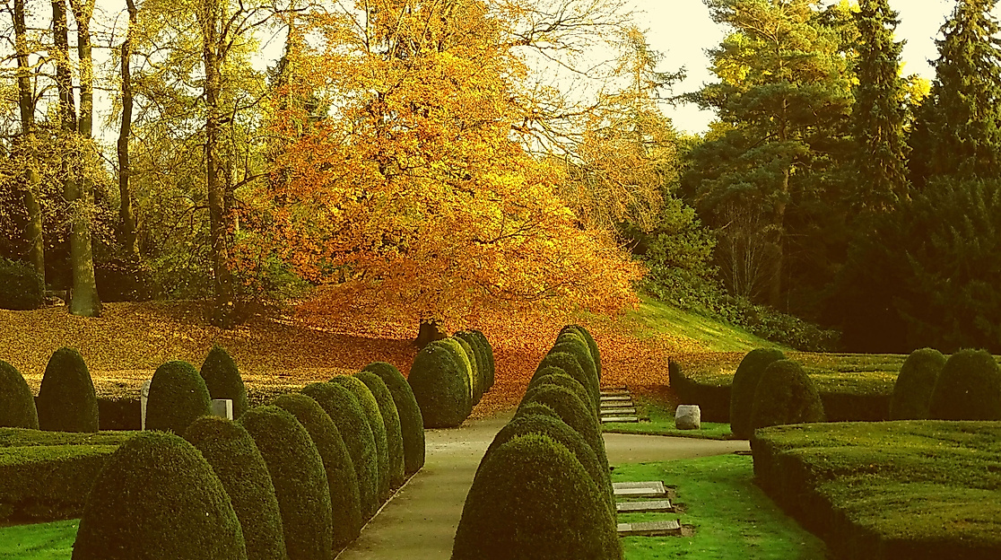 Herbstliche Allee mit Grabstätten und geschnittenen Buchsbäumen im Ohlsdorfer Friedhof in Hamburg