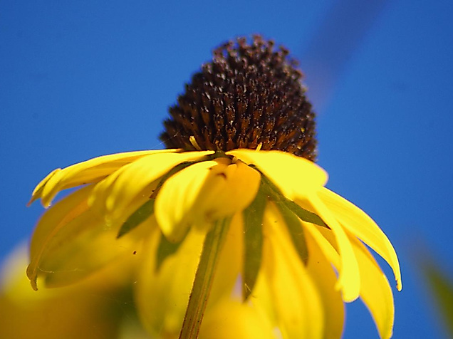 Blüte vom Sonnenhut