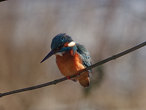 Tier - Vogel_data