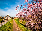 Blühender Obstbaum am Weg mit Fachwerkhäusern im Alten Land bei strahlendem Frühlingswetter