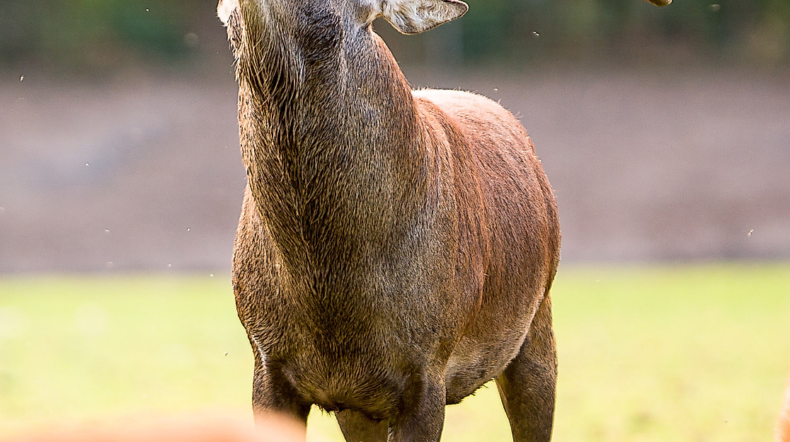 Wildpark Lüneburger Heide