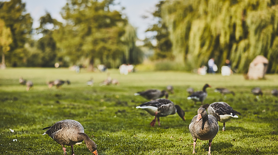 aussenalster_detail_gaense_c-2018-thisisjulia-photography-5