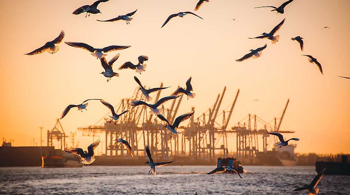 Zahlreiche Möwen fliegen über der Elbe vor Hafenkränen im Hamburger Hafen bei Sonnenaufgang
