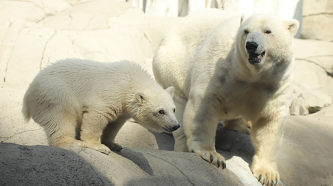 Baby polar bear with polar bear mother