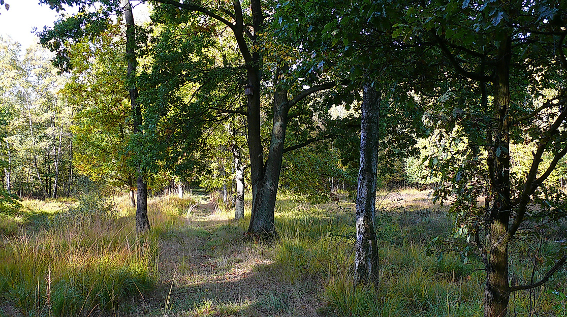 nsg-rothsteinmoor4-web-2500x1500