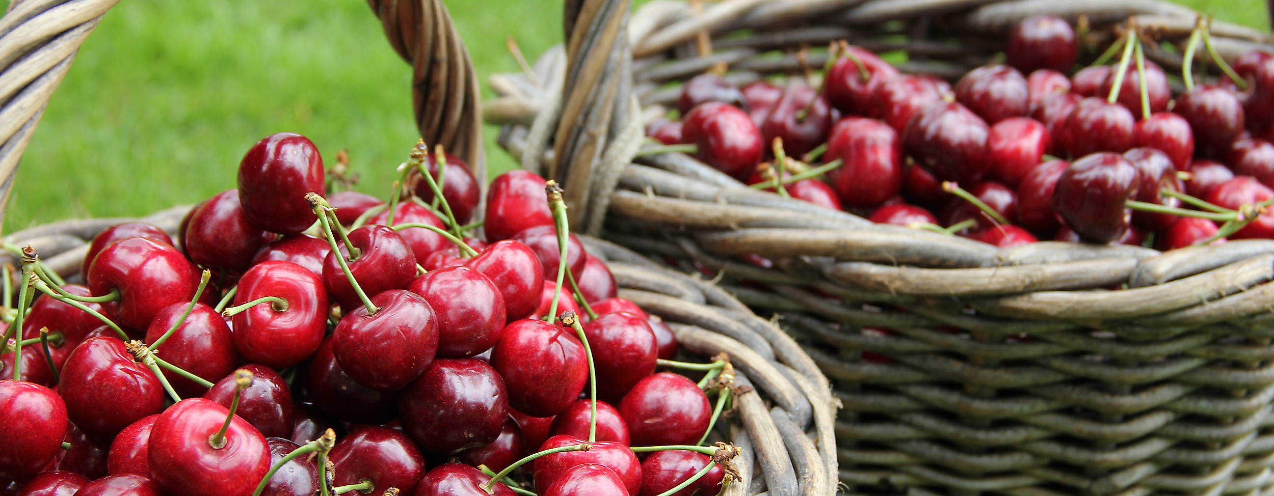 altes-land_kirschen_c-2017-tourismusverein-altes-land-ev_1