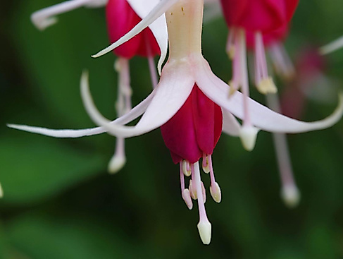 fuchsie