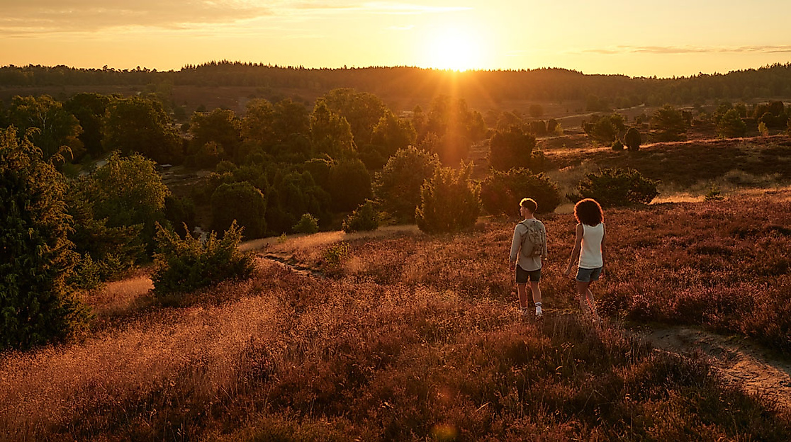 Zwei Menschen laufen bei Sonnenuntergang durch die goldene Heidelandschaft der Fischbeker Heide bei Hamburg