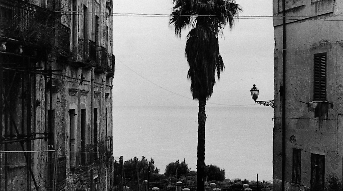 larry_lazarus_tropea_palm_credit_larry_lazarus