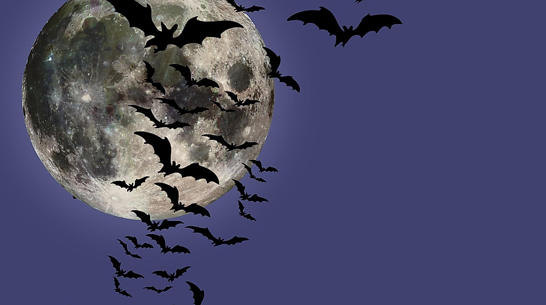 A swarm of bats before the full moon