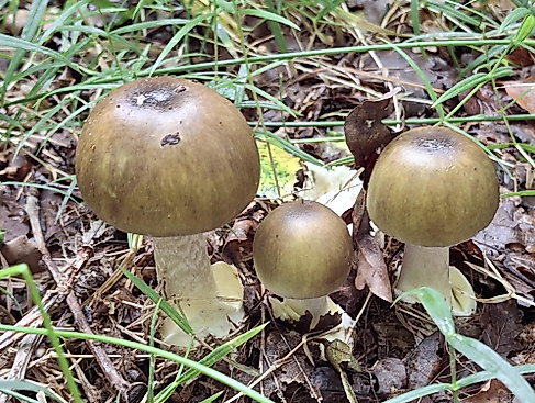 Green Death Cap Mushrooms