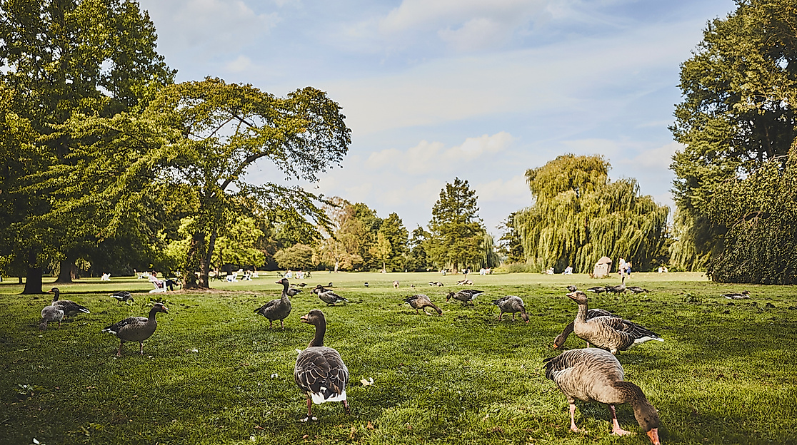 aussenalster_detail_gaense_c-2018-thisisjulia-photography-1