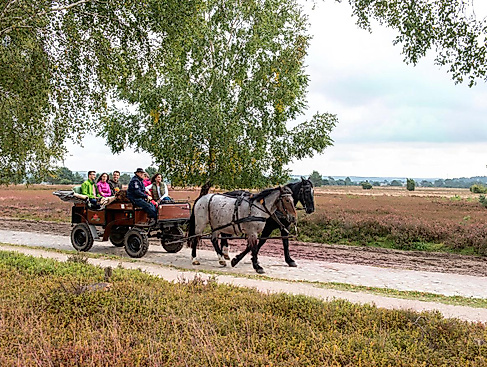 Bustour - Raus aus der Stadt, ab in die Heide