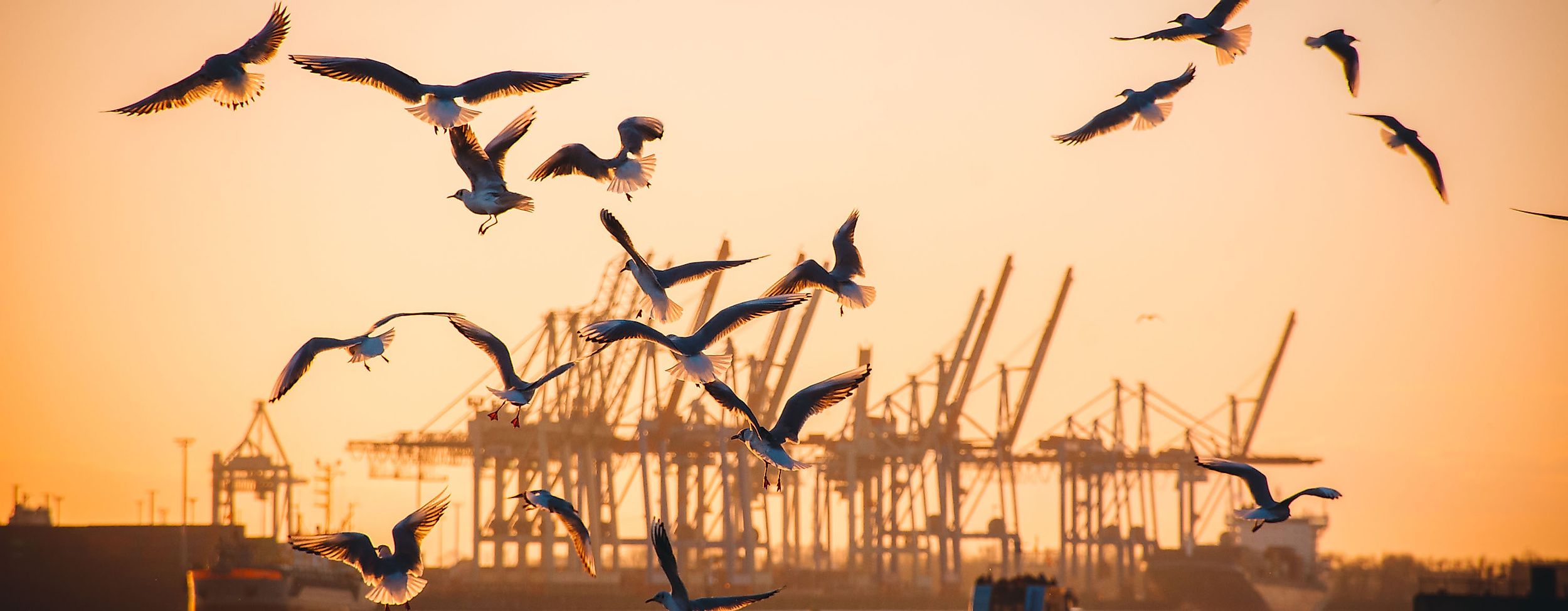 Zahlreiche Möwen fliegen über der Elbe vor Hafenkränen im Hamburger Hafen bei Sonnenaufgang