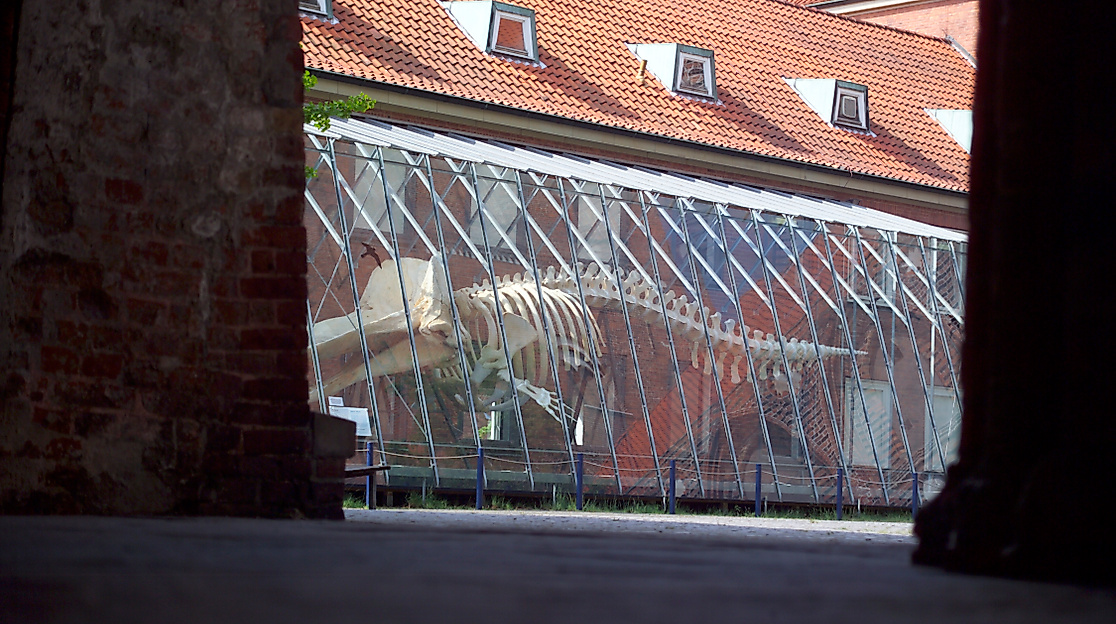 Pottwal_c. Michael Haydn_Lübecker Museen