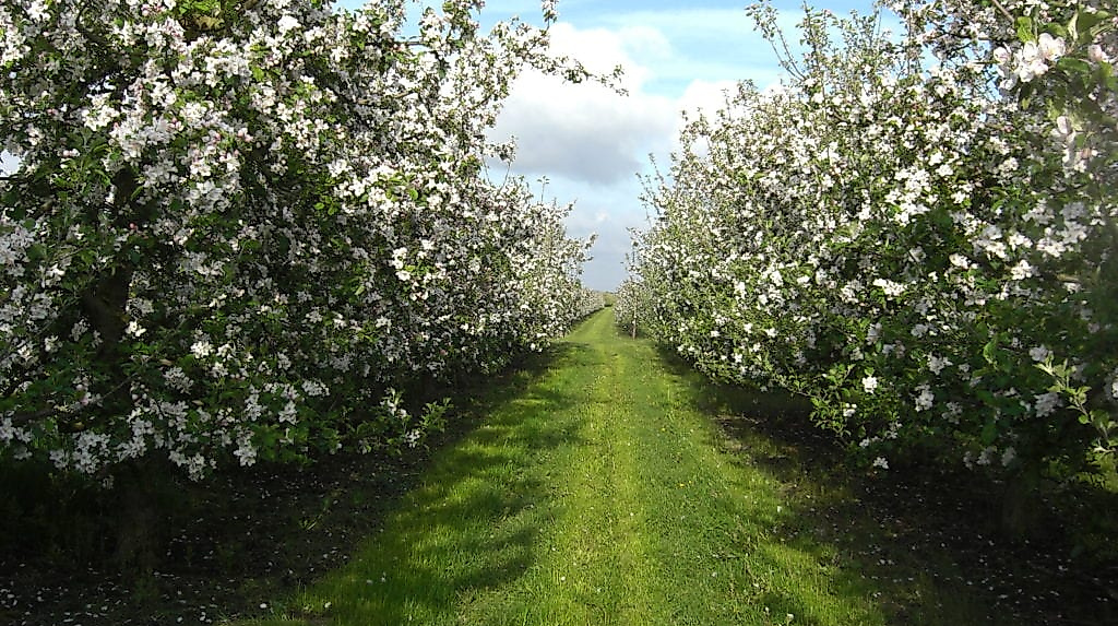 apfelbluete_altes-land_c-tourismusverein-altes-land-ev