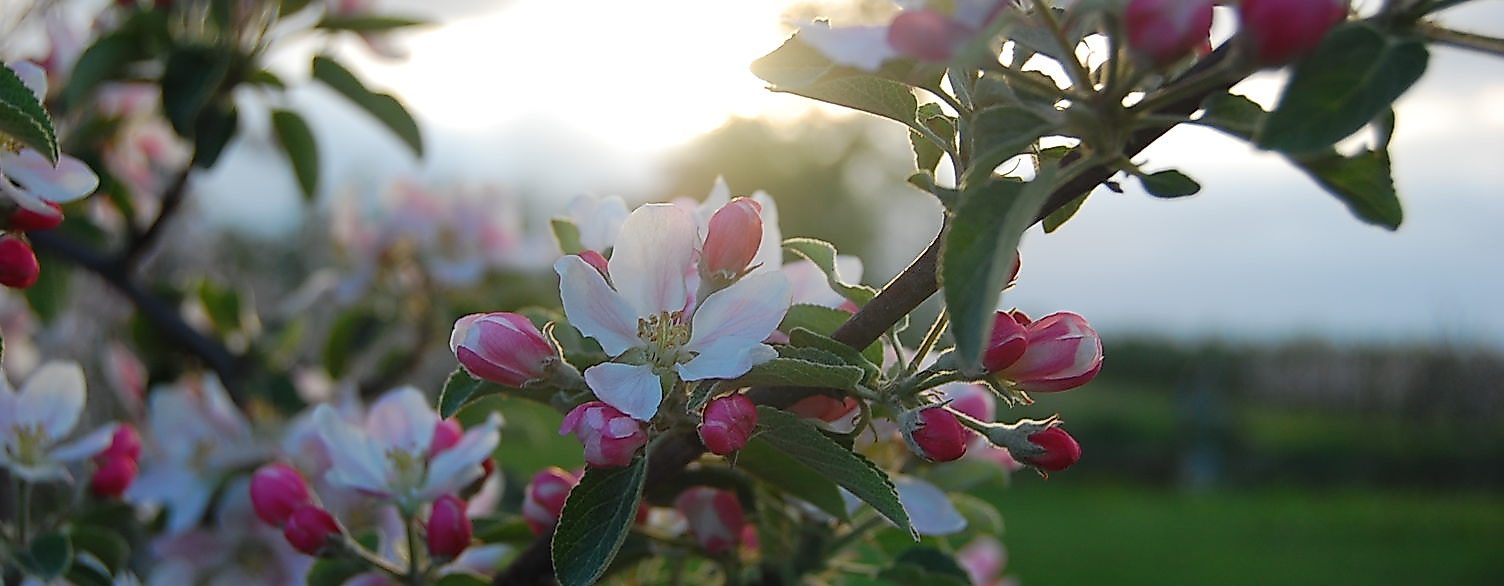 altes-land_apfelbluete-c-tourismusverein-altes-land-ev