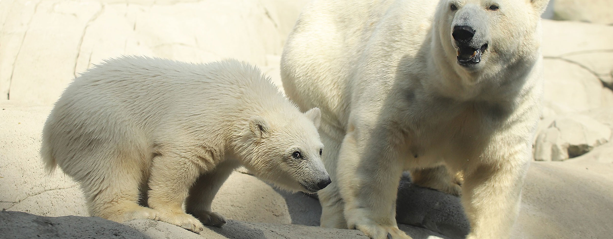 Baby polar bear with polar bear mother