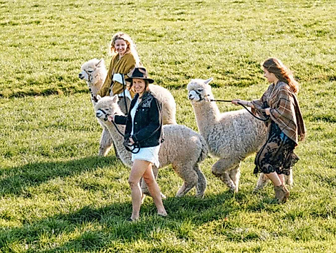 Alpaka-Wanderung bei Stade/ Hamburg