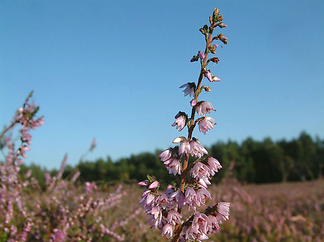 heidebluete_c-heideregion-uelzen-ev
