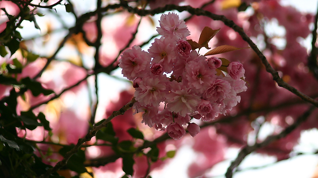 Japanese Cherryblossom Festival