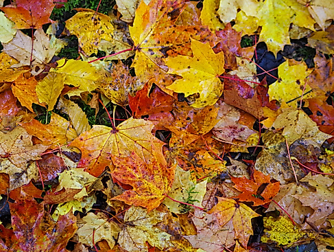 Herbstlaub vom Ahorn