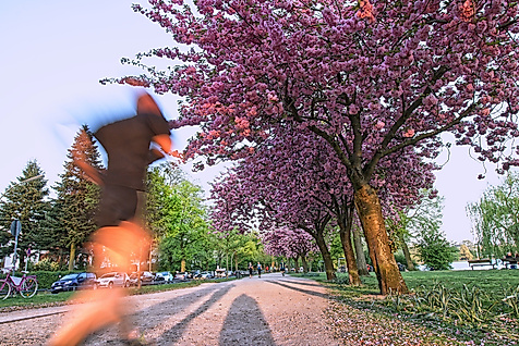 Jogger läuft an blühenden Kirschbäumen entlang der Außenalster bei frühlingshaftem Wetter in Hamburg