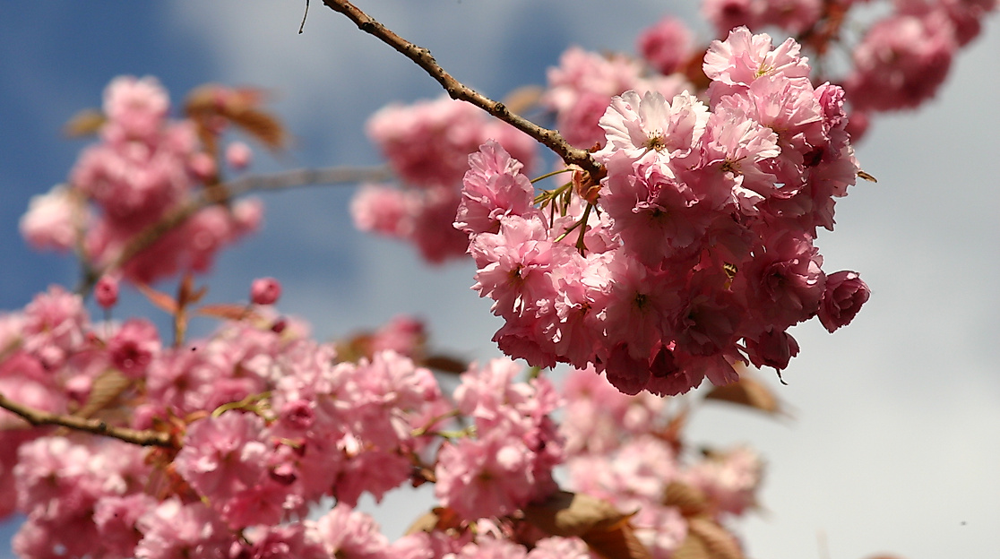 Japanese Cherryblossom Festival