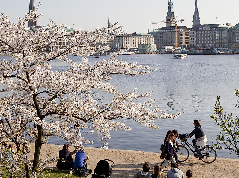 Frühlingsstimmung an der Binnenalster mit blühendem Kirschbaum, Menschen auf Bänken und Blick auf die Altstadt