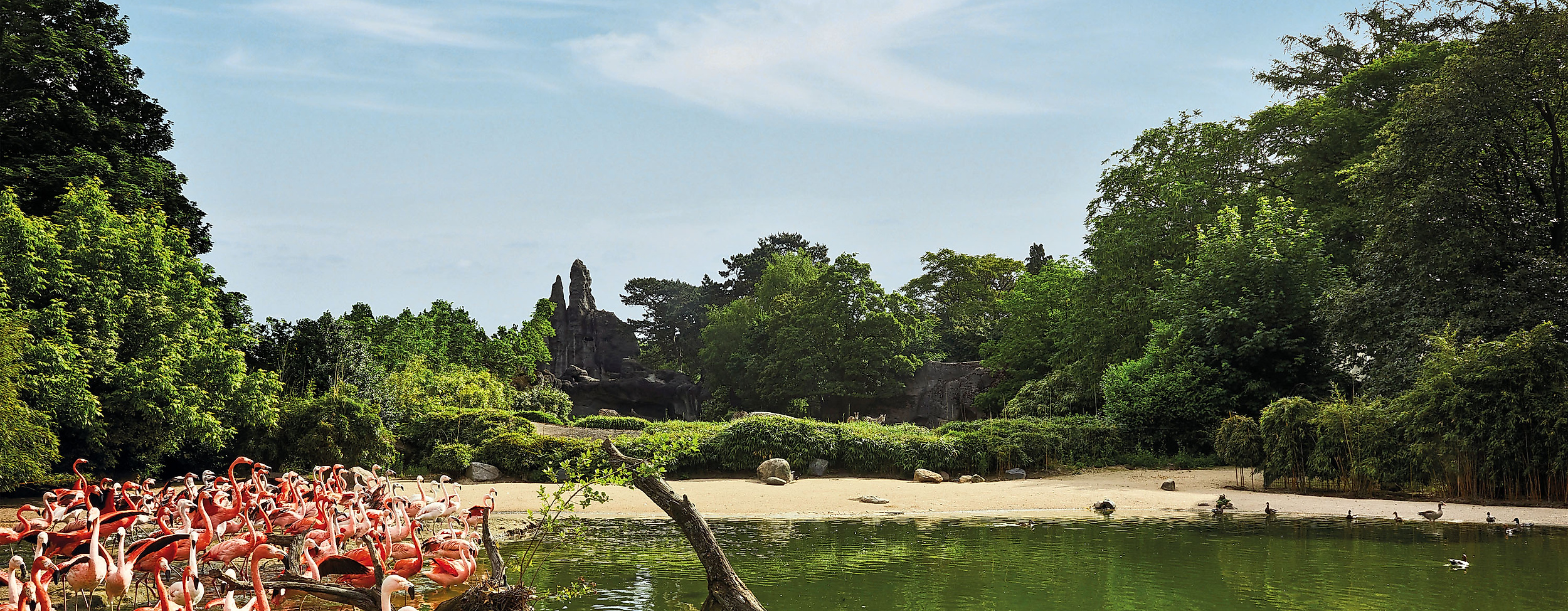 flamingos-c-tierpark-hagenbeck-david-maupile