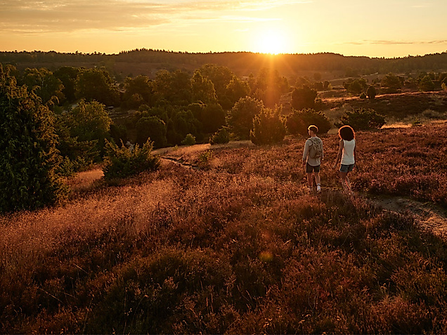 Zwei Personen wandern bei Sonnenuntergang durch die Heidelandschaft Fischbeker Heide bei Hamburg