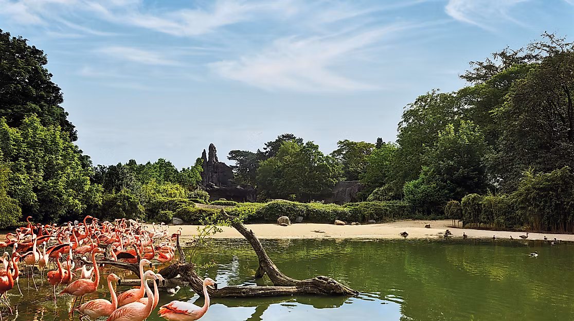 flamingos-c-tierpark-hagenbeck-david-maupile
