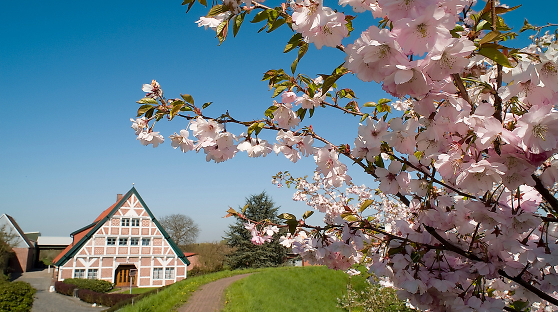 altes-land_kirschblute-am-luhedeich_c-tourismusverein-altes-land-ev