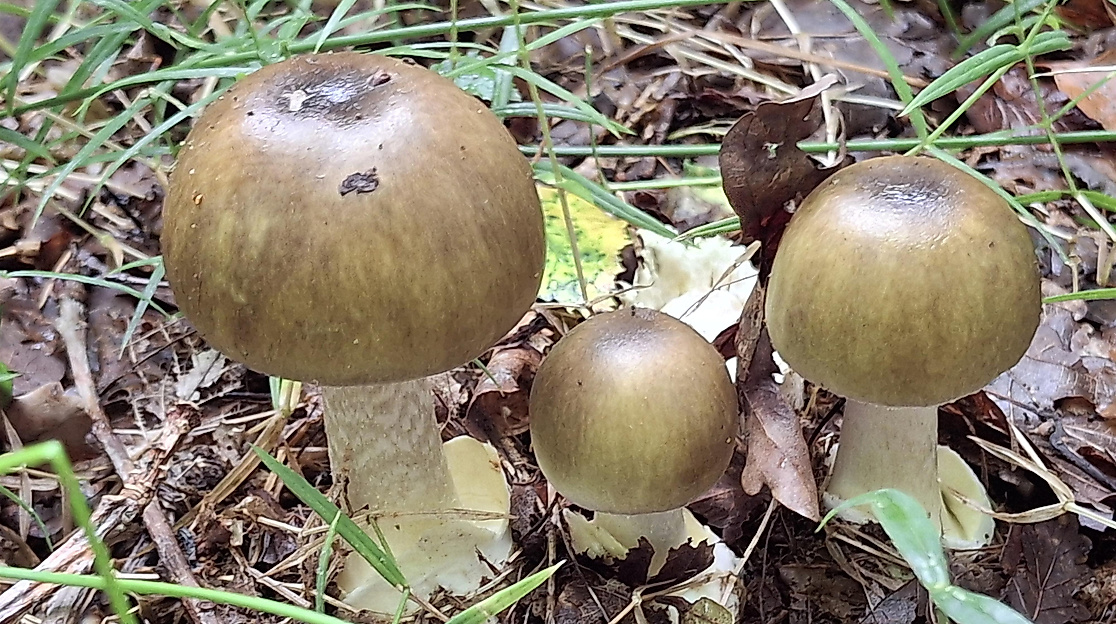 Green Death Cap Mushrooms