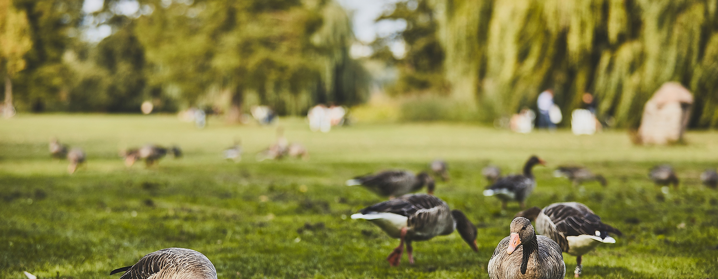 aussenalster_detail_gaense_c-2018-thisisjulia-photography-5